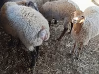 母羊, Sheep — 照片 1