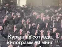 Slovenian Silver Hen — foto 2