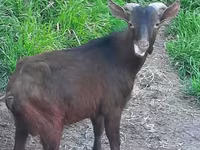 عنزة, Irish goat — الصورة 1
