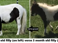 Horse (M), Miniature horse — photo 6