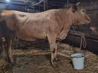 İnək, Swiss cattle — foto 1