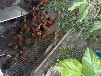 Chickens — Foto 1