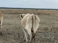 Vaca, Latvian Blue cattle — foto 3