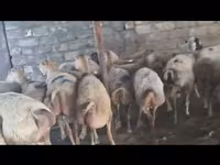 Sheep, Sheep — photo 1
