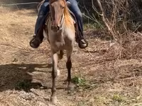 घोड़ा, Rocky Mountain Horse — फ़ोटो 5