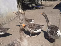 Geese — photo 2