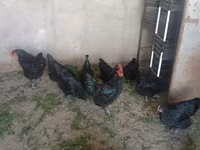 Chickens — foto 1