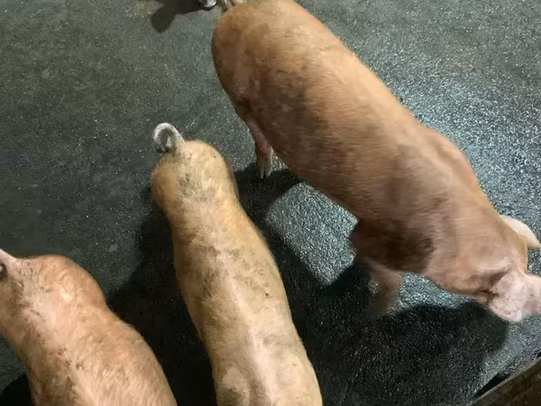 Säue, Дюрок