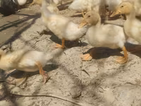 German Pekin — photo 4