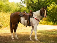 At, American paint horse — foto 4