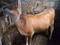 गाय, मवेशी — फ़ोटो 4