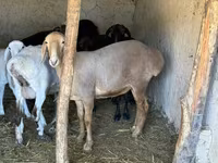Qoyun, Arashan sheep — foto 2