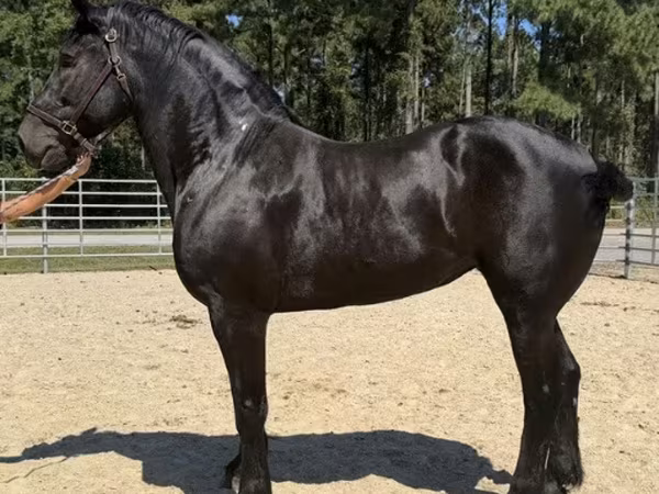 Madyan, Percheron
