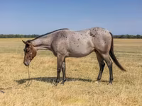 Cavalo, Quarter Horse — foto 2