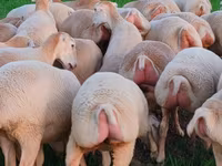 Sheep, Sheep — photo 5