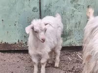 Goat, Goats — photo 2