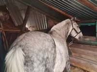 Madyan, Ukrainian Riding Horse — foto 2