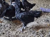 Chickens — Foto 2
