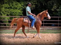 Caballo, American paint horse — foto 7