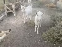 Billy Goat, Russian White goat — photo 5