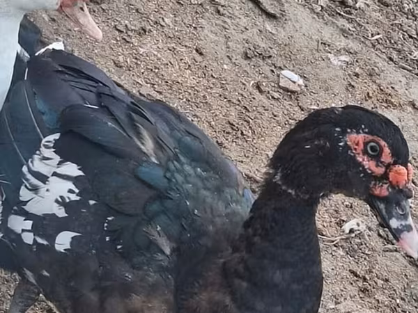 Ducks — Azerbaijan