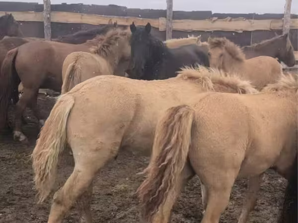 At, Kazakh horse