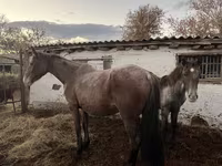 Égua, Cavalos — foto 6