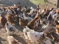 Chickens — Foto 5