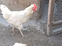 Chickens — Foto 3