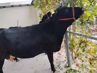 母牛, Limousin cow — 照片 3
