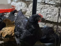 Chickens — photo 2