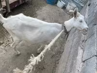 Koza, Saanen goat — foto 2