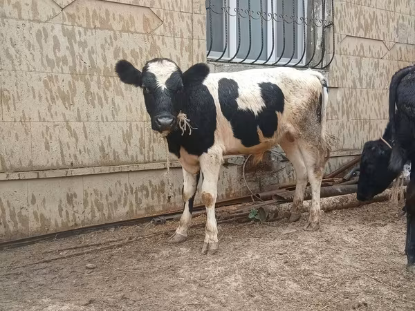 Bull, Russian Black pied cattle