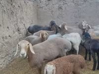 Ovelha, Arashan sheep — foto 6