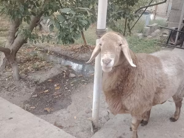 Sheep (batch, sex not specified), Arashan sheep