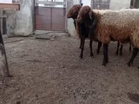 Oveja, Ovejas — foto 2