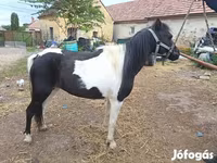 Égua, Cavalos — foto 1