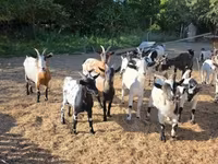 Коза, Nigerian dwarf goats — фото 6