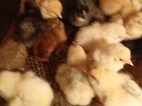 Chickens — photo 2