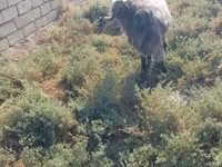 Keçi, Damask goat — foto 3