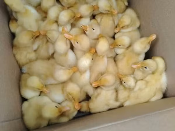 Ducks — Azərbaycan