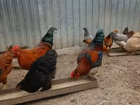 Chickens — Foto 3