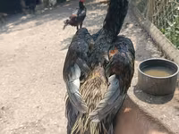 Chickens — photo 3