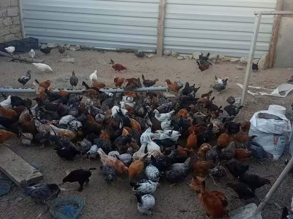 Chickens — Azerbaijan