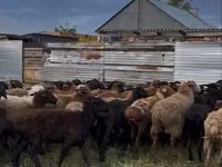 Sheep (batch, sex not specified), Sheep — photo 3