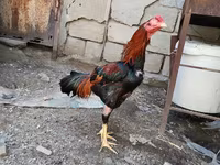 Chickens — foto 8