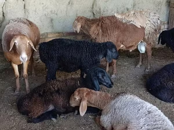 Ovce (šarže, pohlaví neuvedeno), Ovce