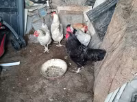 Chickens — الصورة 1