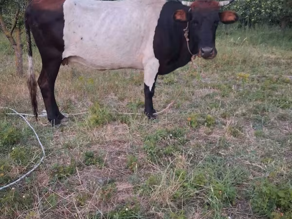 Cow, Hereford