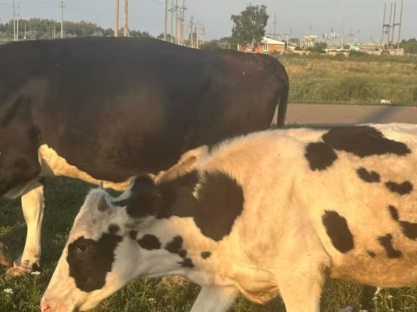 Kuh, Swiss cattle